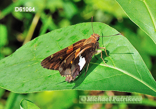 Hobomok Skipper (Poanes hobomok)